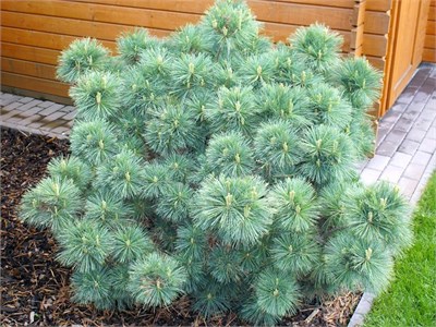Радиата (Pinus strobus Radiata) 3726