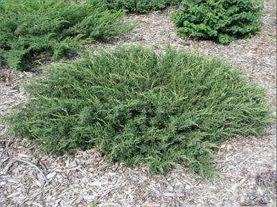 Репанда (Juniperus communis Repanda) 3751