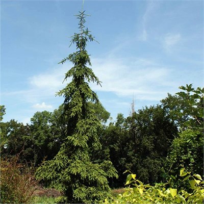 Ротенхаус (Picea abies Rothenhaus) 3766