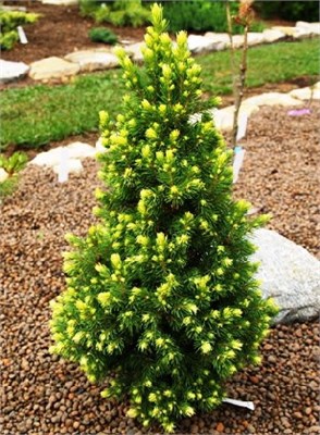 Рэйнбоуз Энд (Picea glauca Rainbow's End) 3780