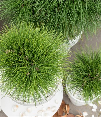 Саммер Бриз (Pinus nigra Summer Breeze) 3785