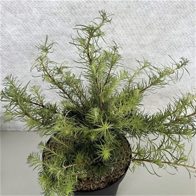 Саммер Фог (Larix decidua Summer Fog) 3787