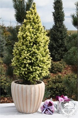 Сан оф зе Скай (Picea pungens Sun on the Sky) 3789
