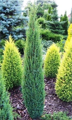 Сентинел (Juniperus communis Sentinel) 3811