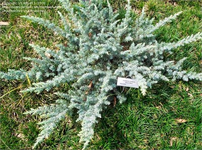Сильвер Мист (Juniperus conferta Silver Mist) 3820