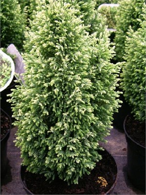 Сноу Уайт (Chamaecyparis lawsoniana Snow White) 3830