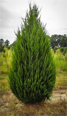 Спартан (Juniperus chinensis Spartan) 3839