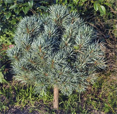 Стразник (Pinus sylvestris Straznik) 3849