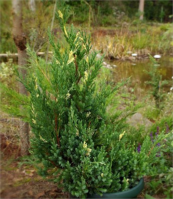 Стрикта Вариегата (Juniperus chinensis Stricta Variegata) 3856