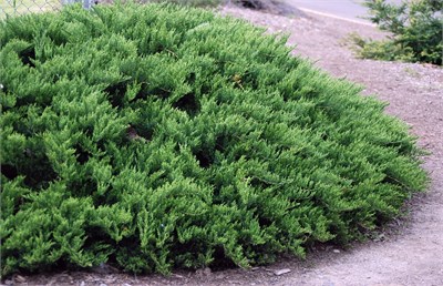 Тамарисцифолия (Juniperus sabina Tamariscifolia) 3868
