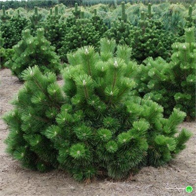 Тандерхед (Pinus thunbergii Thunderhead) 3872