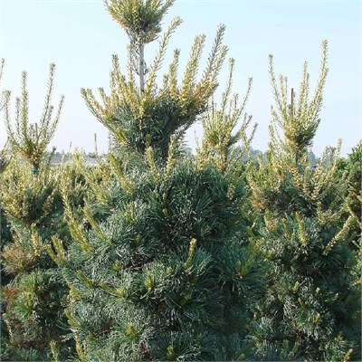 Темпельхоф (Pinus parviflora Tempelhof) 3884