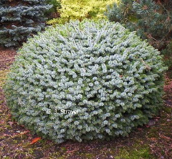 Тенас (Picea sitchensis Tenas) 3889