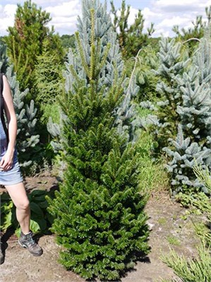 Фастигата (Abies alba Fastigiata) 3925