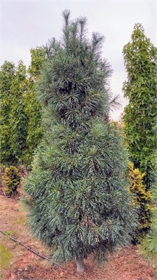 Фастигиата (Pinus strobus Fastigiata) 3932