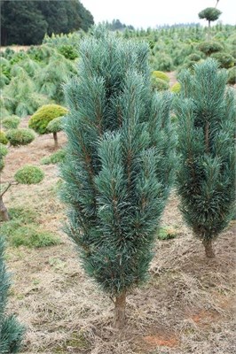 Фастигиата (Pinus sylvestris Fastigiata) 3934