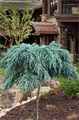 Филинг Блю (Cedrus deodara Feelin' Blue) 3938