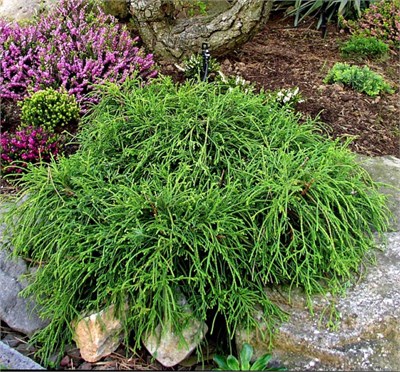 Филифера Нана (Chamaecyparis pisifera Filifera Nana) 3946