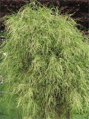 Филиформис (Thuja occidentalis Filiformis) 3949