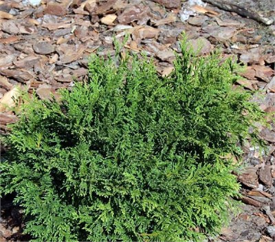 Флипс Хэппи Дэй (Chamaecyparis pisifera Filip's Happy Day) 3957