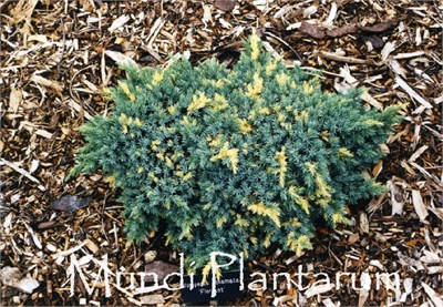 Флориант (Juniperus squamata Floreant) 3962