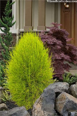 Френки Бой (Thuja orientalis Franky Boy) 3973