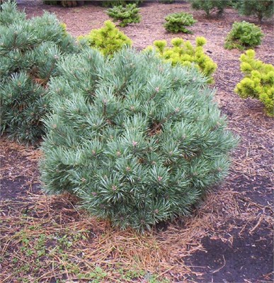 Френсхэм (Pinus sylvestris Frensham) 3974