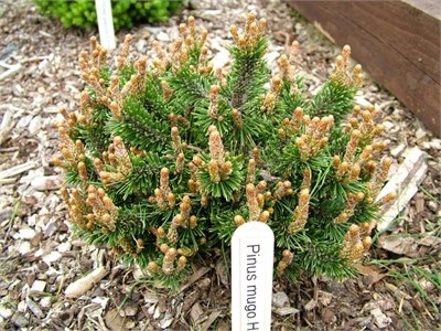 Хампи (Pinus mugo Humpy) 3999
