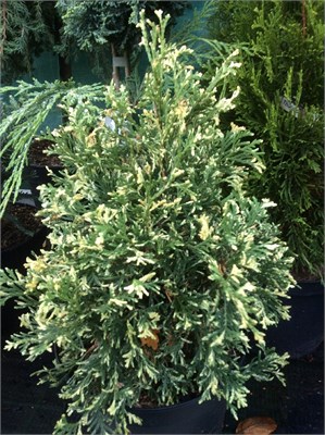 Хертленд Сноу (Thuja occidentalis Heartland Snow) 4008