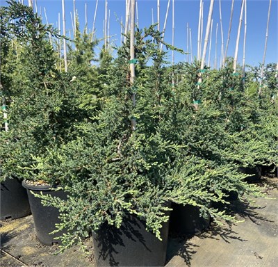 Хиберника Прострата (Juniperus communis Hibernica Prostrata) 4011