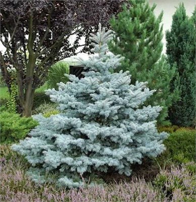 Эдит (Picea pungens Edith) 4066