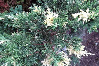 Экспанса Вариегата (Juniperus chinensis Expansa Variegata) 4070