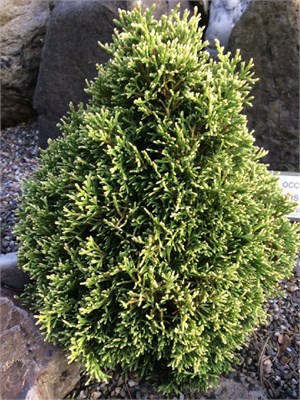 Элегант Джем (Thuja occidentalis Elegant Gem) 4071