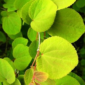 (Cercidiphyllum japonicum) 2794