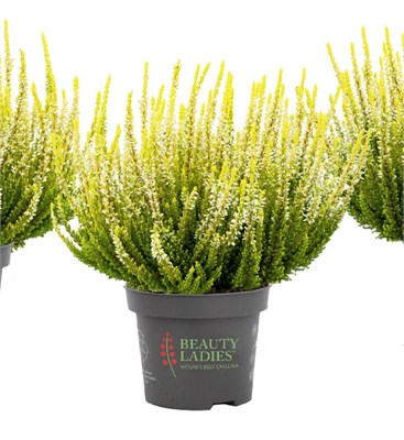 Агнета (Calluna vulgaris Agneta) 2800