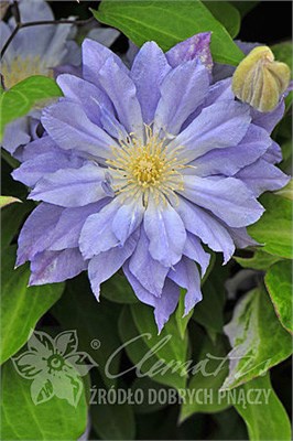 Ажур Болл (Clematis Azure Ball) 2803