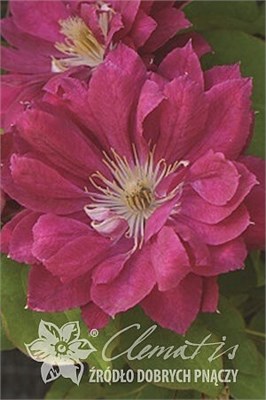 Акафуджи (Clematis Akafuji) 2810