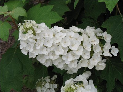 Алиса (Hydrangea quercifolia Alice) 2813