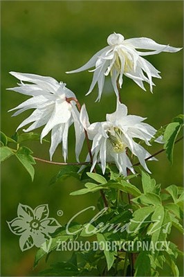 Альбина Плена (Clematis Albina Plena) 2817