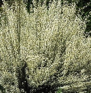Альбус (Cytisus praecox Albus) 2818