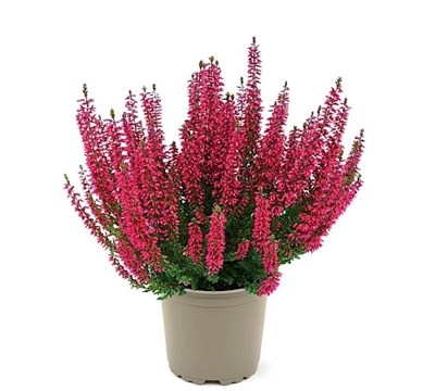 Амина (Calluna vulgaris Amina) 2825