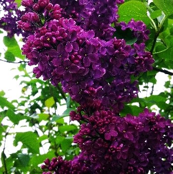 Андекен ан Людвиг Шпет (Syringa vulgaris Andenken an Ludwig Späth) 2828