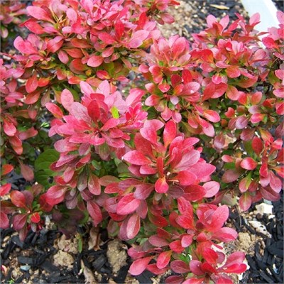 Багателле (Berberis thunbergii Bagatelle) 2857