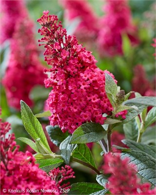 Баттерфляй Кенди Литтл Руби (Buddleja davidii Butterfly Candy Little Ruby) 2861