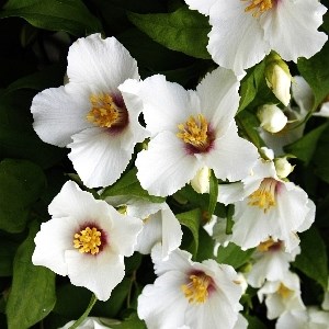 Белле Этоль (Philadelphus Belle Etoile) 2865