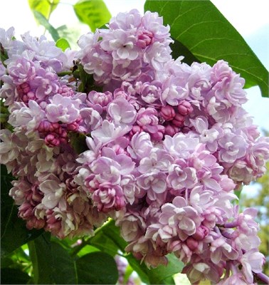 Бель де Ненси (Syringa vulgaris Belle de Nancy) 2866