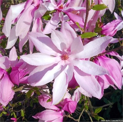 Бетти (Magnolia Betty) 2877