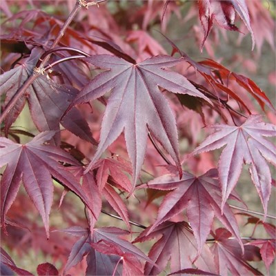 Блоодгуд (Acer palmatum Bloodgood) 2889