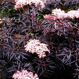 Блэк Лэйс (Sambucus nigra Black Lace) 2891