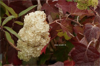 Блэк Порч (Hydrangea quercifolia Black Porch) 2894